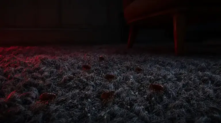 Flea Infestations: Where Fleas Actually Hide in Your Home pest control guide