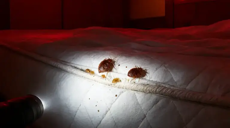 How to Check a Hotel Room for Bed Bugs in 5 Minutes pest control guide