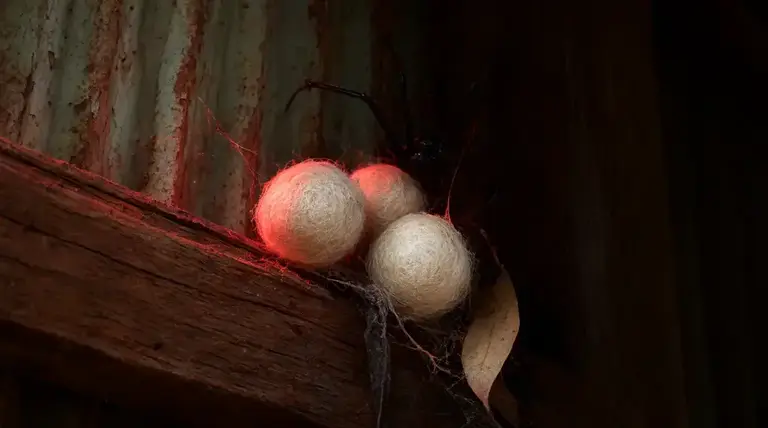 Spider Egg Sacs: Identification and Safe Removal pest control guide