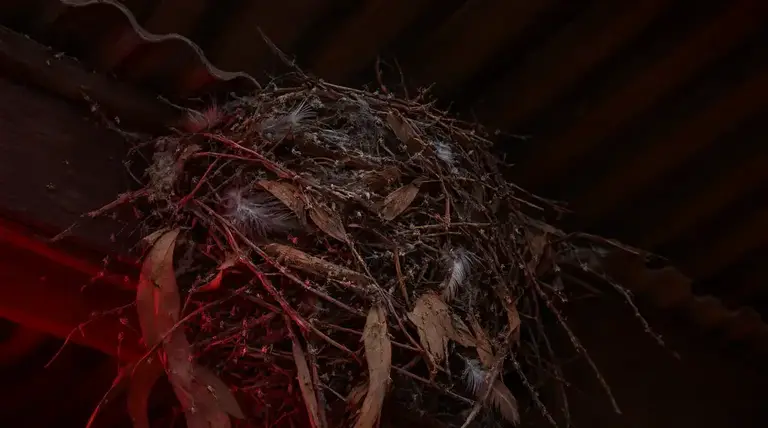 Bird Mites and Lice: When Nests Become a Pest Problem pest control guide